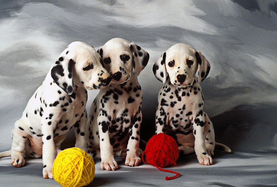 Black and White Dog Breeds