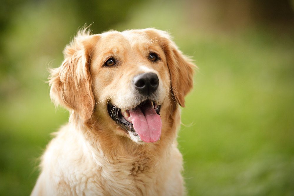 Female Golden Retrievers