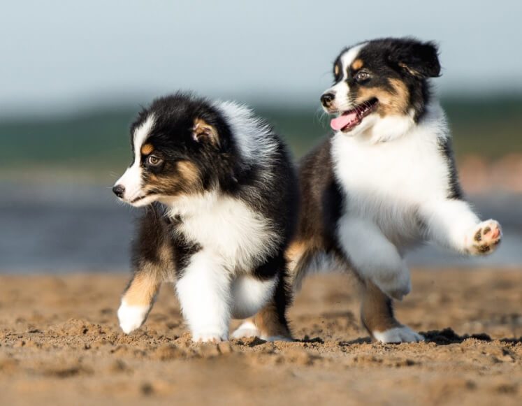 When can puppies leave their mom