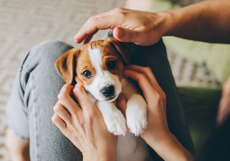 When can puppies leave their mom