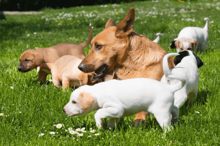 When can puppies leave their mom