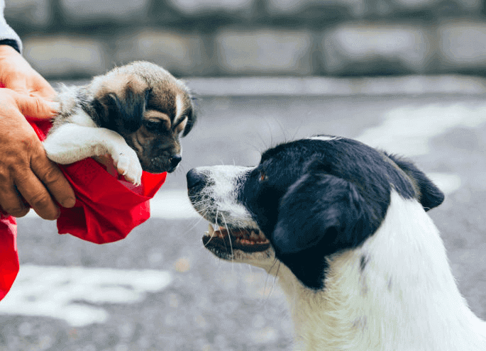 When can puppies leave their mom