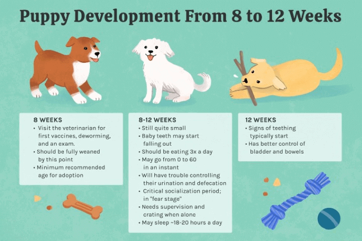 When can puppies leave their mom