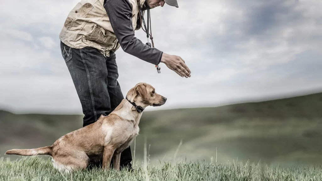 How long can my dog wеar an E-collar?