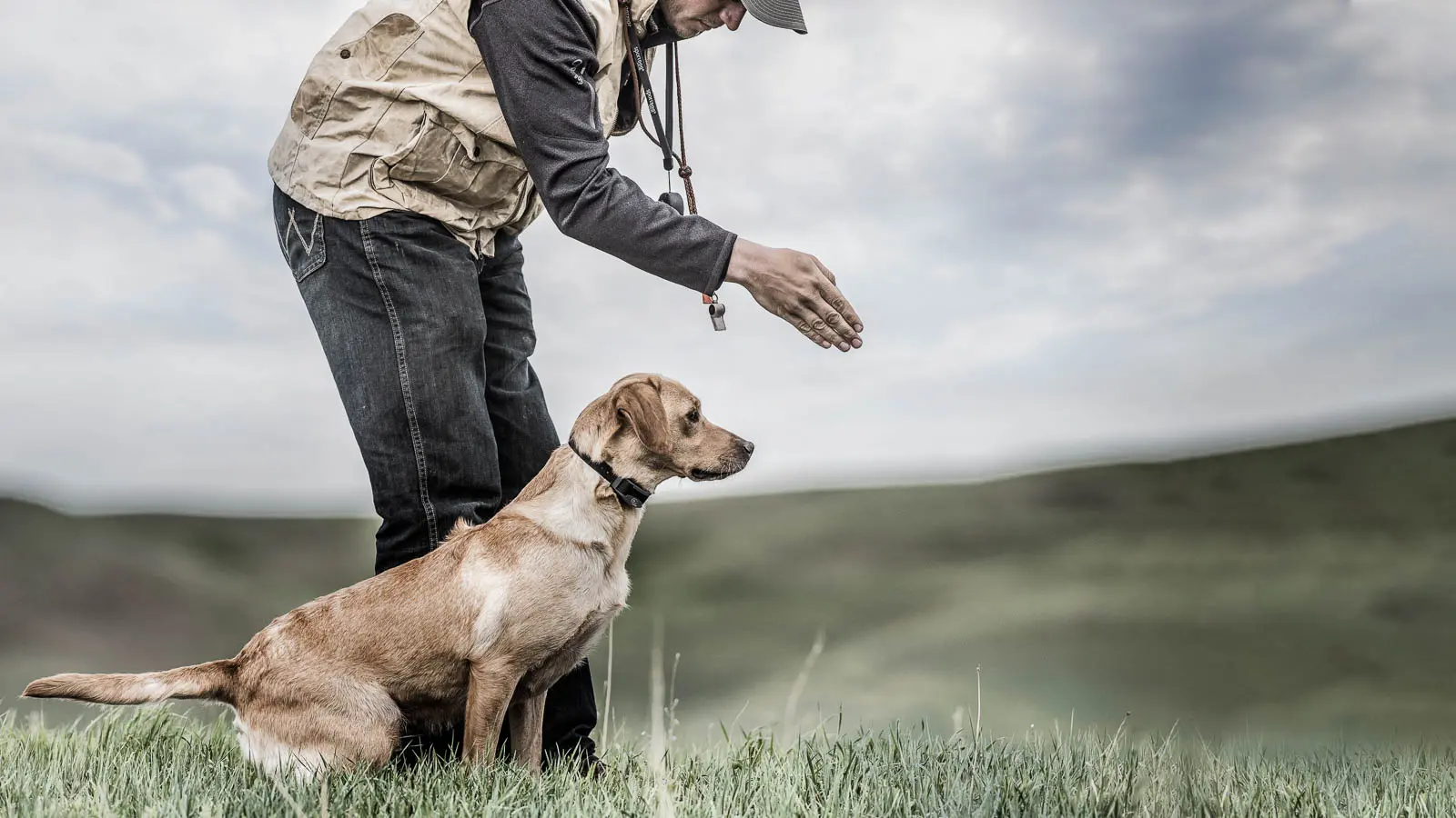 How long can my dog wеar an E-collar?