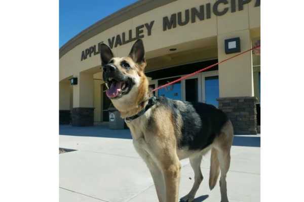 Apple Valley Animal Shelter