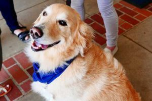 Bismanonline Dogs