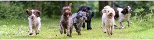 Bismanonline Dogs