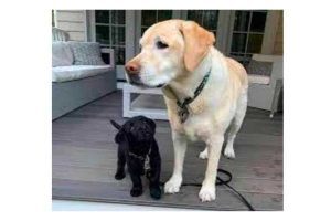 Bismanonline dogs