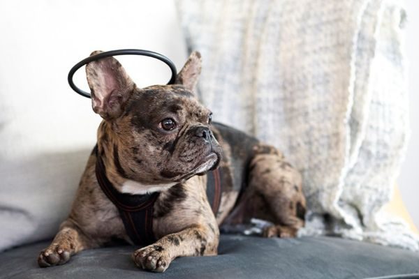 Calmer Collar For Dogs