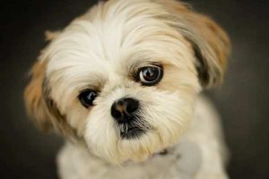 Cool Tool Shows How The World Looks To Dogs