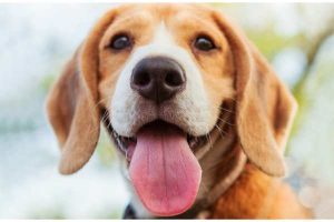 Cool Tool Shows How The World Looks To Dogs