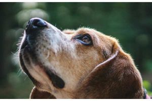 Cool Tool Shows How The World Looks To Dogs