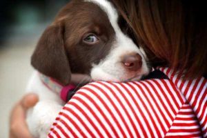 Cool Tool Shows How The World Looks To Dogs