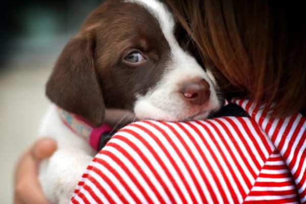 Cool Tool Shows How The World Looks To Dogs