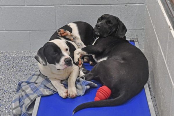 Dog Adoption Baton Rouge