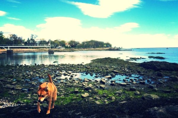 Dog Beach Larchmont 