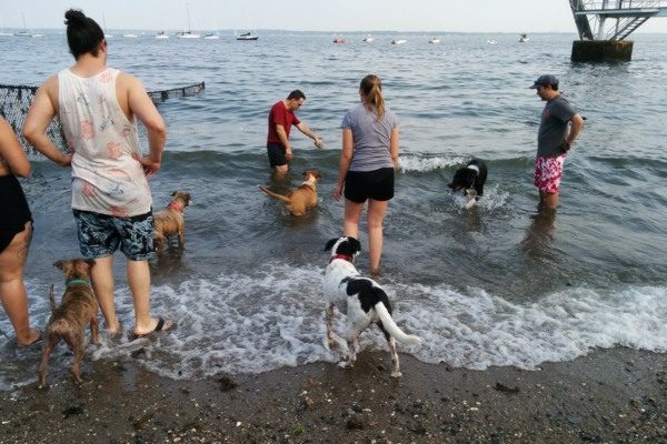 Dog Beach Larchmont 