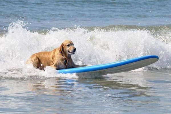 Dog Beach Larchmont