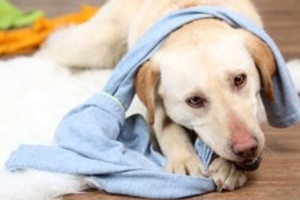 Dog Blanket Sucking