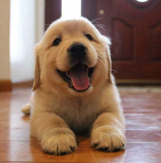 Dog Names That Start With F