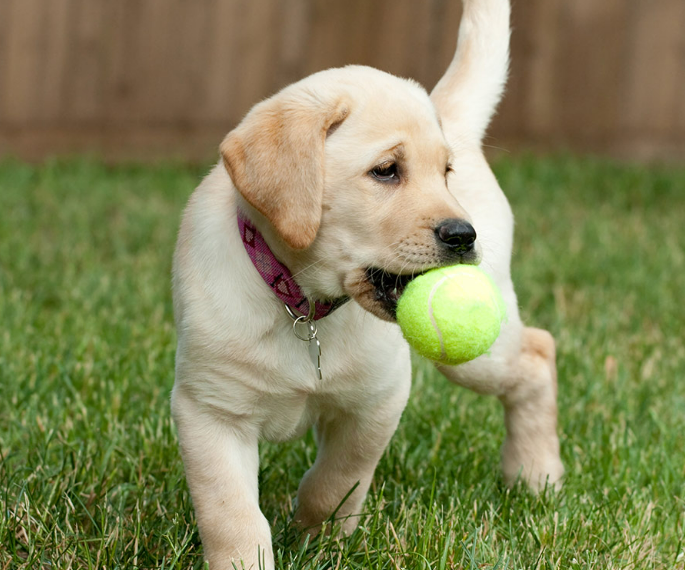 Dog Names That Start With F