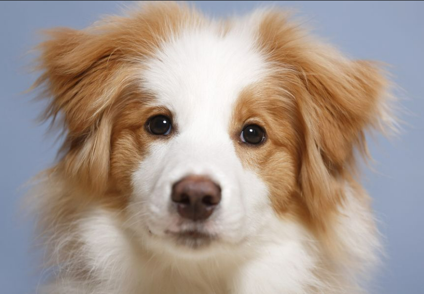 Dog Names That Start With F