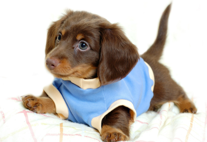 Dog Names That Start With W