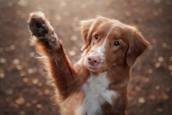 Dog Names That Start With G