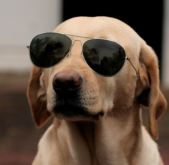 Dog Names That Start With I