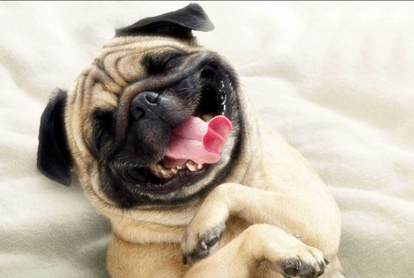 Dog Names That Start With I