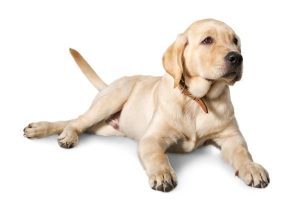 Dog Names That Start With K