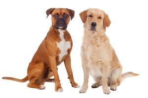 Dog Names That Start With K