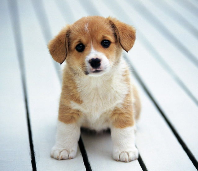 Dog Names That Start With U