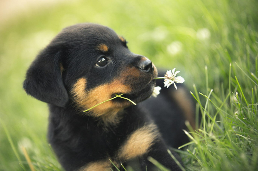 Dog Names That Start With W