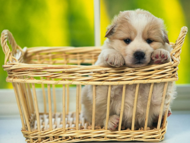 Dog Names That Start With W