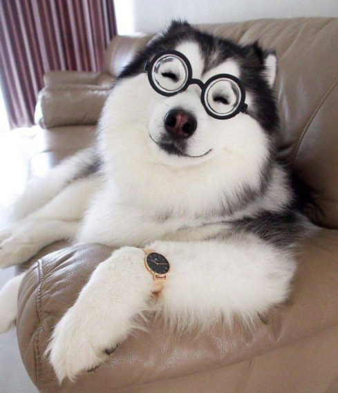 Dog Names That Start With W