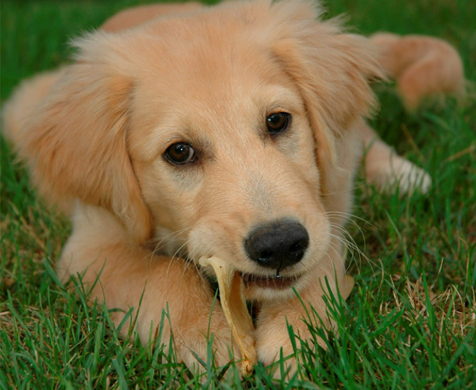 Dog Names That Start With W