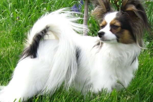 Dog Names That Start With Z