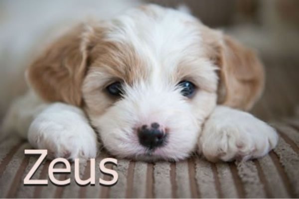 Dog Names That Start With Z