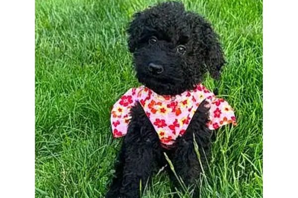 Dog Names That Start With Z
