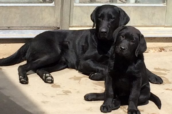 Dog Names That Start With Z