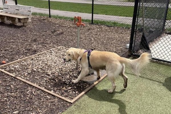Dog Parks Portland