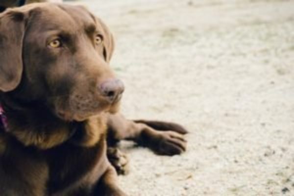 Dog Snob