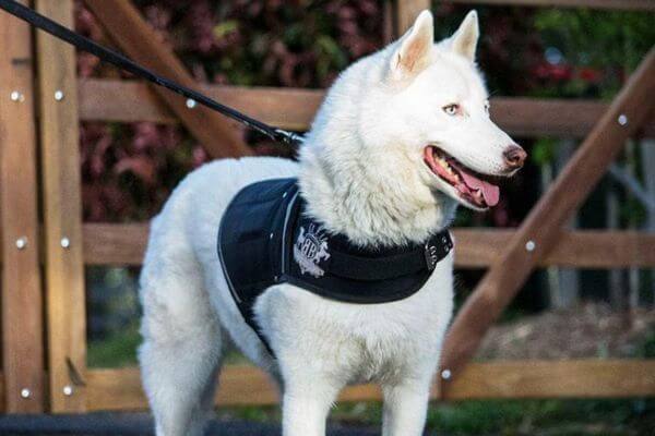 Dog Training Vest