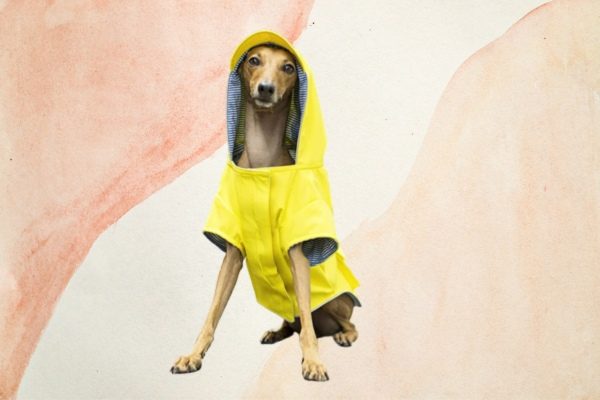 Doggie Raincoat