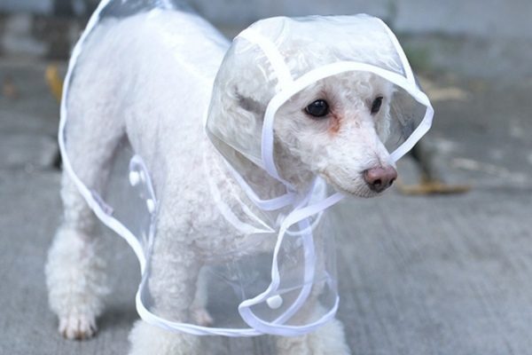 Doggie Raincoat 