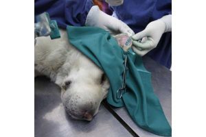 Dogs Get Tattoo When They're Neutered Or Spayed