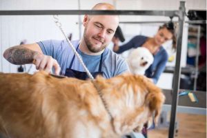 Dogs Get Tattoo When They're Neutered Or Spayed