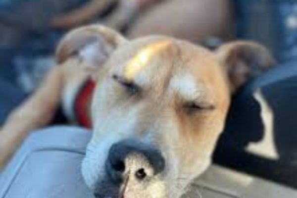 Driftless Humane Society